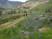 bluebells