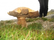 giant mushroom