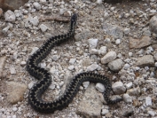 adder