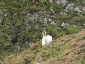 feral goat