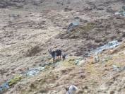 Feral goats and kids