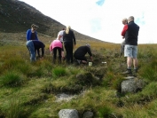 Planting daffodils