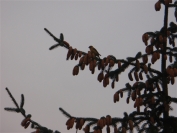 Crossbill