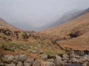 Misty Glen Rosa