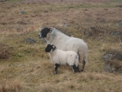 sheep and lamb