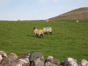 colourful sheep