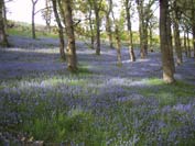 bluebells