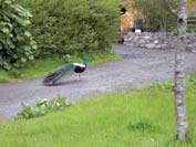 peacock
