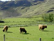 the neighbours