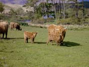 another view of the neighbours
