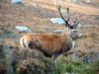 Stag - Glen Sannox, Arran