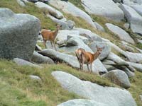 Deer, Arran